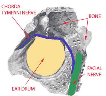 Chorda-Tympani-Nerve1